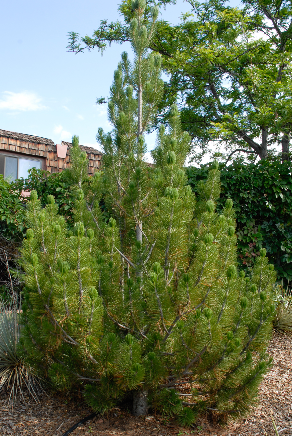 Bosnian Pine